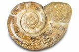 Jurassic Ammonite (Hemilytoceras) Fossil - Madagascar #283364-1